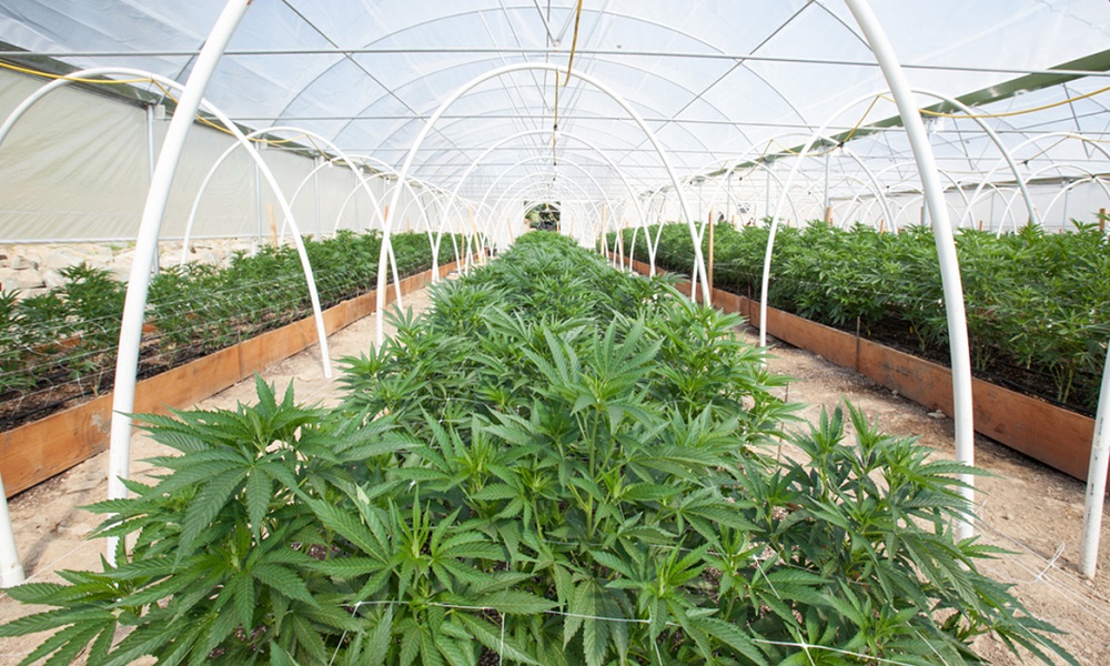Indoor Cannabis Cultivation Humidity Control